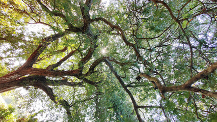 Green beautiful canopy of a big tree with the sun shining through the branches and lush foliage