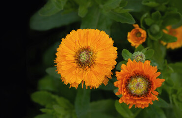 Ringelblumen Blüte Aufsicht