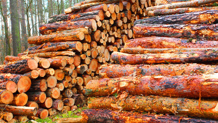 Timber in pine forest. Firewood is a sustainable source of energy. Forestry in European Union. - 737032196