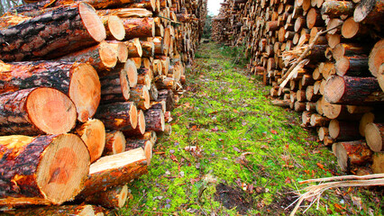 Timber in pine forest. Firewood is a sustainable source of energy. Forestry in European Union. - 737032794