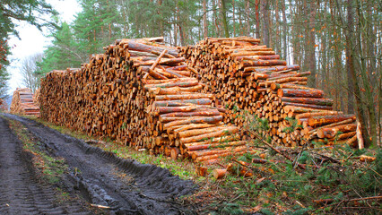 Timber in pine forest. Firewood is a sustainable source of energy. Forestry in European Union. - 737033130