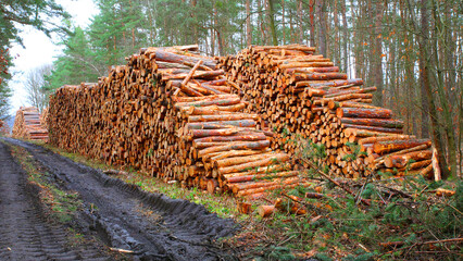 Timber in pine forest. Firewood is a sustainable source of energy. Forestry in European Union.