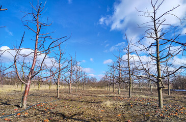 Pruned apple orchard in early spring