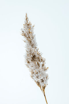 Vertical image of frozen reed uring winter season