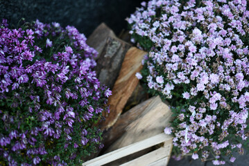 Fototapeta premium Pink autumn flowers close-up. Chrysanthemums.