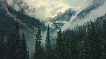 Foto op Aluminium The natural beauty of the pine forest and mountain slopes during natural fog to add depth and mystery Fog adds atmosphere to the pine forest on the mountain slopes. © Светлана Канунникова