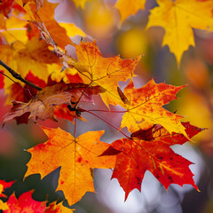 the vibrant colors of fall foliage. 