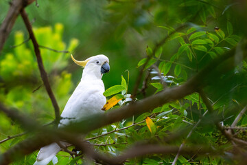 Cockatoo parrot sitting on a green tree branch in Australia. Big white and yellow cockatoo with nature green background