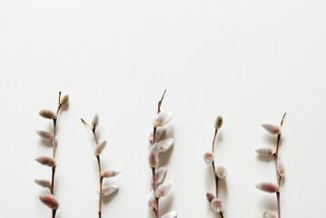 Spring time, Easter composition. Flat lay concept with a willow branch spring flowers on a pastel...