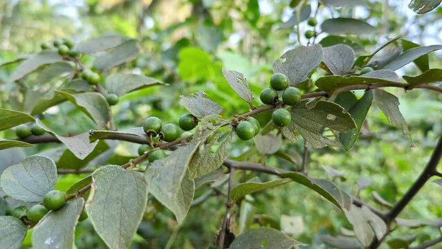 A view of unripe bunches of Indian Ziziphus mauritiana or ber fruits, jujubes, on the branch