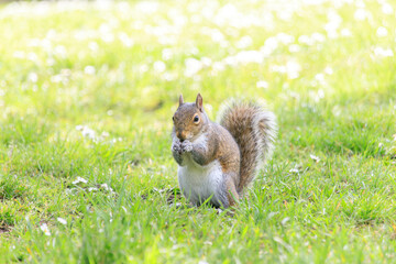 Obraz premium A Green Bush Squirrel Enjoying a Sunny Day