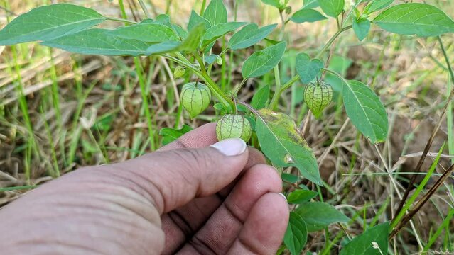 Male hand checking the quality of physalis angulata or ciplukan, husk tomatoes in the plant