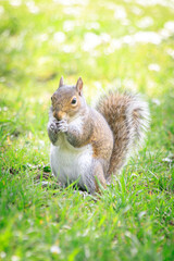A Green Bush Squirrel Enjoying a Sunny Day