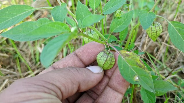 Male hand checking the quality of physalis angulata or ciplukan, husk tomatoes in the plant