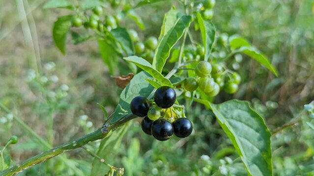 A closeup of Solanum nigrum or black nightshade berries on top of the mountains