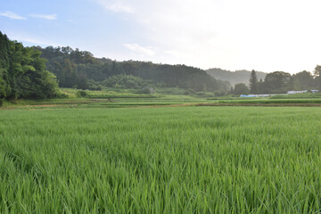 朝の田園風景