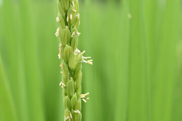 Fototapeta premium 稲の花