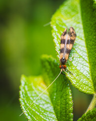 Insect sitting on a green leaf