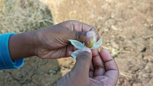 An Indian kid peeling physalis angulata or ciplukan, husk tomatoes with his hand