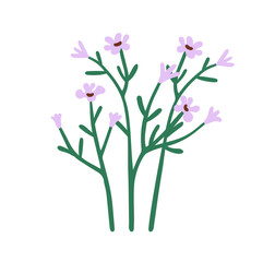 Gentle spring flowers. Floral plants, field bloom branches. Summer wildflower stems. Delicate fragile meadow flora, wild herbs. Botanical flat vector illustration isolated on white background - 737043351