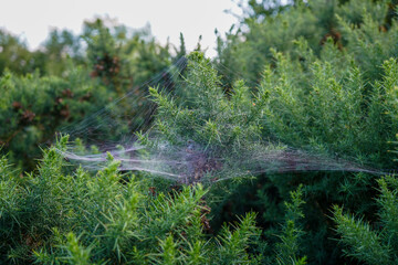 Close up of spiderwebs with morning dew on them