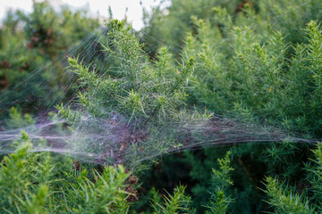 Close up of spiderwebs with morning dew on them