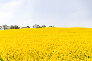 Fototapeta premium Golden Fields of Blooming Canola Under a Clear Sky