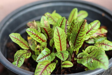 Sprouting red sorrel in a pot