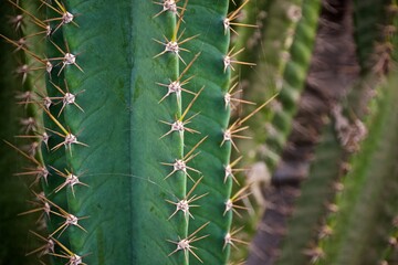 Close up photo of a green cactus with needles