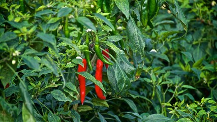 Close up photo background of a green and red pepper growing in the farm 