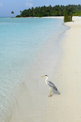 The beach of Villa Park resort on Ari atoll in Maldives