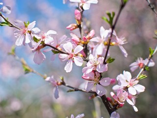 Light and spring blossoms on an cherry tree