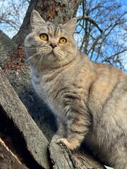 Cute cat sts on the tree trunk.