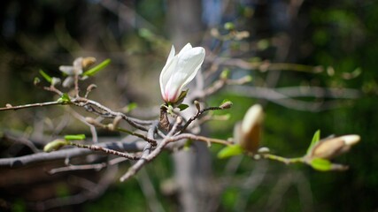 Beautiful background of a close up photo of white magnolia flower