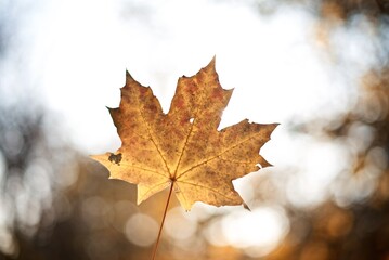 Autumn yellow maple leaves background with bokeh 