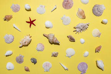 Creative seashell pattern on bright yellow background. Summer minimal concept.