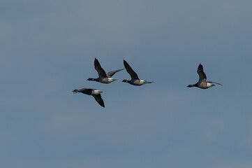 Branta bernicla - Brant Goose - Bernache cravant