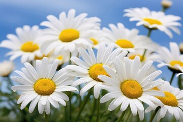 Obraz premium Lovely blossom daisy flowers background. Sunny meadow closeup. Daisies, wild herbs and flowers.