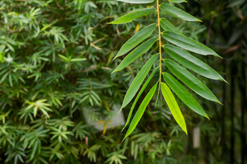 Bamboo plants (Bambusa vulgaris) with green leaves for natural wallpaper