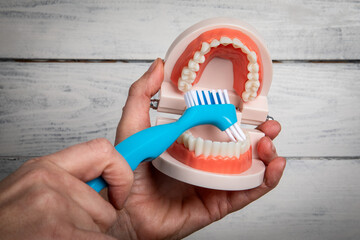 Teeth and gum health. Toothbrush near teeth model on wooden background