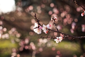 Close up photo of a spring cherry blossoms on the tree 