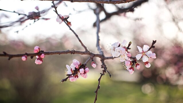 Close up photo of a spring cherry blossoms on the tree 