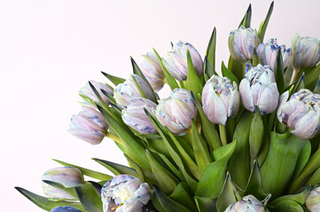 bouquet of spring tulips