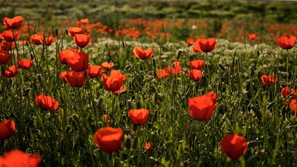 Beautiful natural background of red poppy flowers  on the poppy field in the golden hour 
