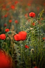 Beautiful natural background of red poppy flowers  on the poppy field in the golden hour 