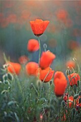 Beautiful natural background of red poppy flowers  on the poppy field in the golden hour 
