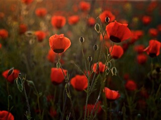 Beautiful natural background of red poppy flowers  on the poppy field in the golden hour 