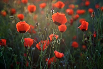 Beautiful natural background of red poppy flowers  on the poppy field in the golden hour 