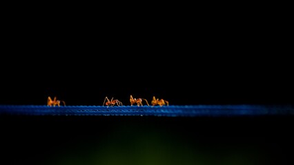 Close up photo of a Red ants on the wire with bokeh