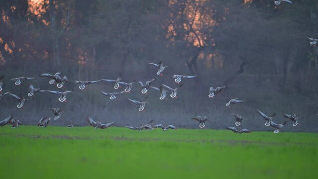 Flock of Greylag goose landing in Fields in Sunset